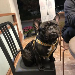 해남군 황산면 황산초등학교 부근 프렌치불독 여아를 잃어버렸습니다