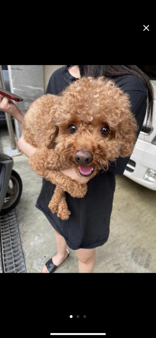 홍은동 푸들견주찾습니다