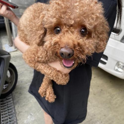 홍은동 푸들견주찾습니다