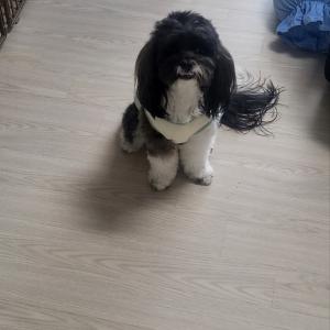 검정색 시츄찾아요