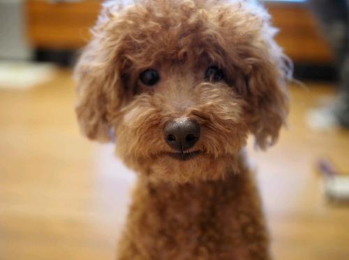 푸들 분양 합니다