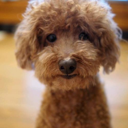 푸들 분양 합니다