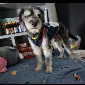 김해 삼정동 강아지 찾습니다