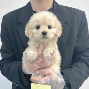 [ 50만원 ] 골든리트리버분양 골댕이 공주님 분양해요