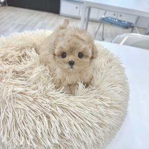 작고 사랑스러운 말티푸분양 보내요