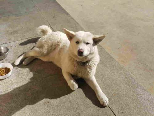 강아지의 주인을 찾습니다. (진돗개)