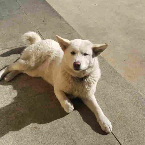 강아지의 주인을 찾습니다. (진돗개)