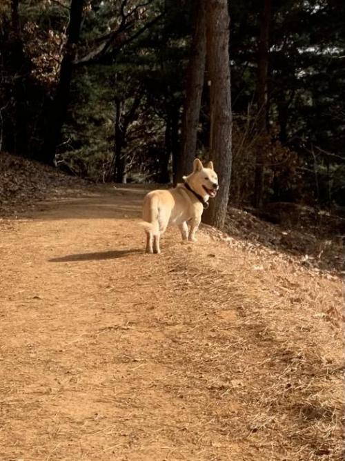안산 사동 항가울산 큰 강아지 돌아다녀요