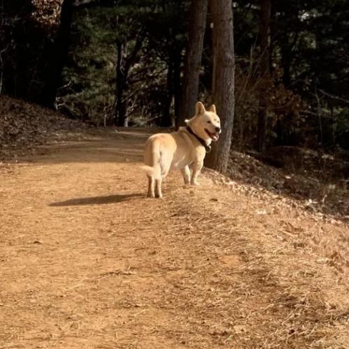 안산 사동 항가울산 큰 강아지 돌아다녀요
