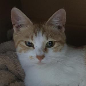 고양이 찾습니다