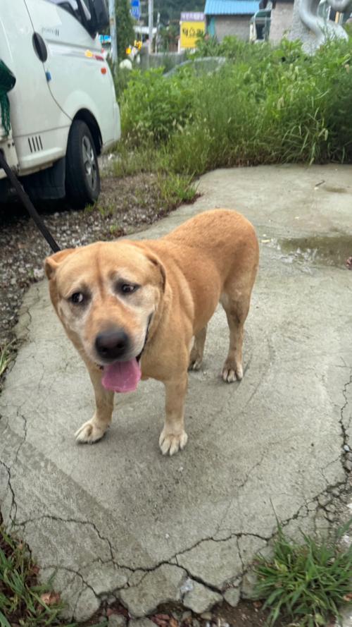 포천 강아지 주인 찾아요