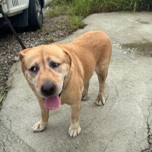 포천 강아지 주인 찾아요