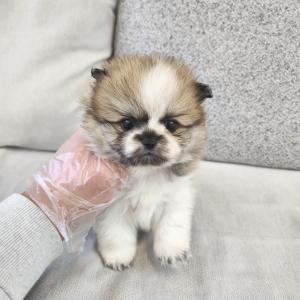 파티포메라니안분양 2개월령 완전 곰상 곰돌이컷하면 진짜 잘어울리는 외모