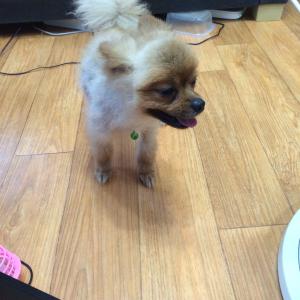 경북 영천에서 잃어버린 털깎은 갈색 포메라니안(중성화안된 숫컷) 찾습니다.