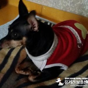 (강아지 찾아요/ 미니핀) 서울 동대문구 휘경동,장안동 "까미" 찾습니다!!!!!!!