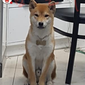 잃어버린 강아지를 애타게 찾고 있ㅇ니요