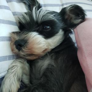 춘천시 퇴게동 슈나우져찾아요