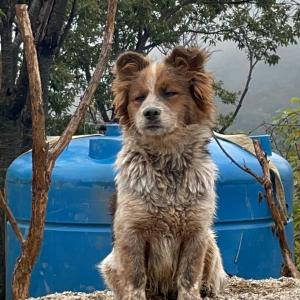 포천에서 실종된 저희 강아지를 찾아주세요