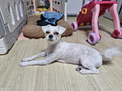 이사로 인해 분양합니다..