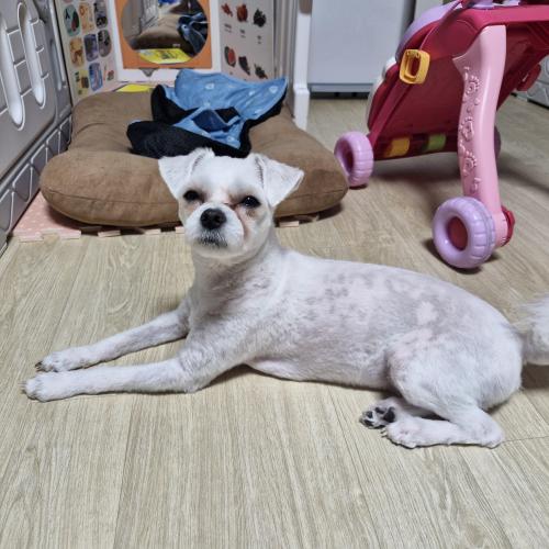 이사로 인해 분양합니다..