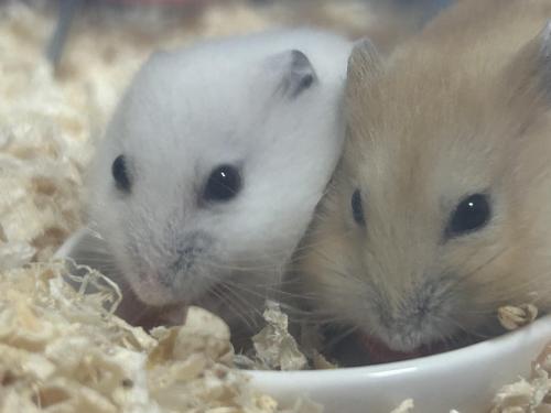 햄스터 2마리 보내주려고 합니다