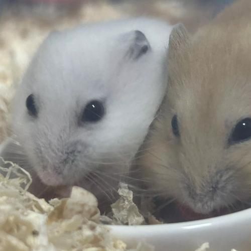 햄스터 2마리 보내주려고 합니다