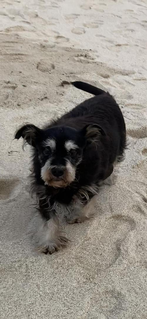 테리어_바다앞 발견