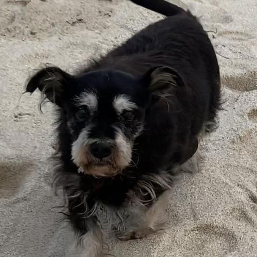 테리어_바다앞 발견