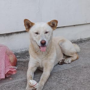 중간키 베이지색 진도믹스 찾아요