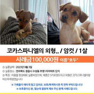 정읍 수성동 실종 강아지 찾습니다...ㅠㅠㅠㅠㅠ