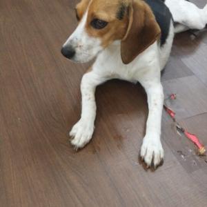 강아지를찾습니다