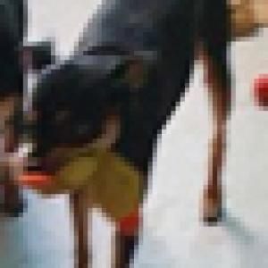 경남 김해 율하 초등학교 근방에서 폼 버리 남아 여아 검정색 미니핀 믹스견입니다