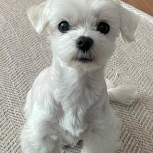 흰색 말티즈를 찾습니다.(전남 신안군 안좌면 구대리)