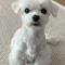 흰색 말티즈를 찾습니다.(전남 신안군 안좌면 구대리)