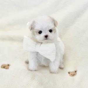 [10만원] 2개월 말티푸 분양중이에요 ❤