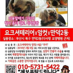 강아지를 찾아요