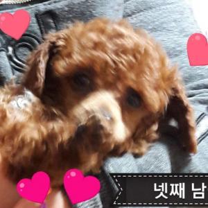 넷째 남아