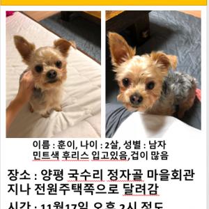 경기도 양평 국수리 정자골에서 잃어버린 요크셔테리어 찾습니다