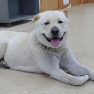 풍산개 새로운 가족분을 찾고 있습니다.