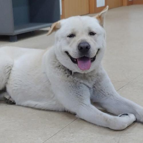 풍산개 새로운 가족분을 찾고 있습니다.