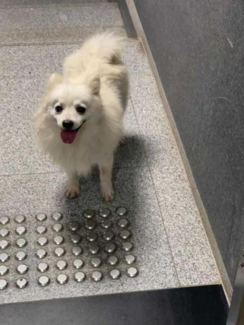 강아지 스피츠 주인 찾아요!!