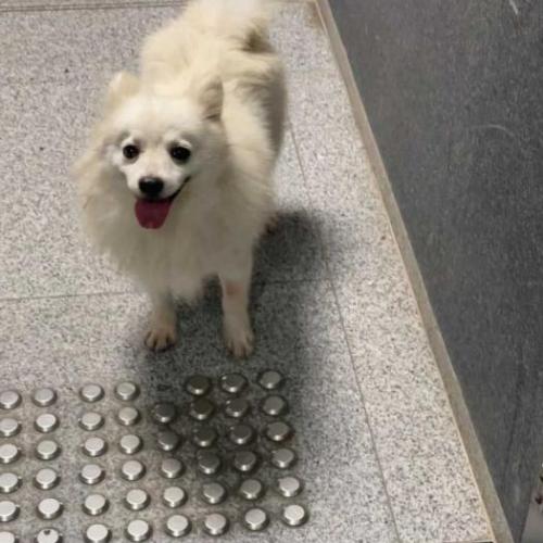 강아지 스피츠 주인 찾아요!!