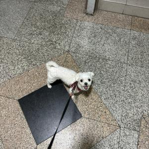 수원 하얀 작은 말티즈 찾습니다 마지막목격지 세류동