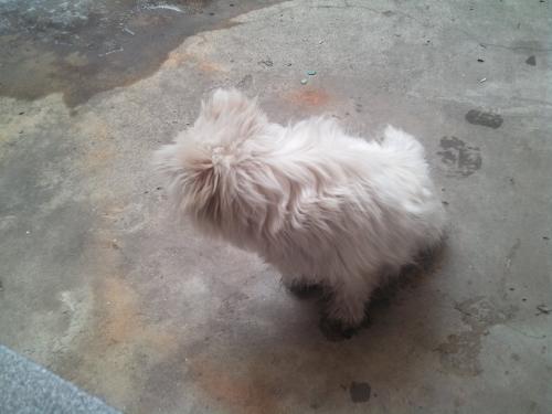 흰 개 주인찾습니다.