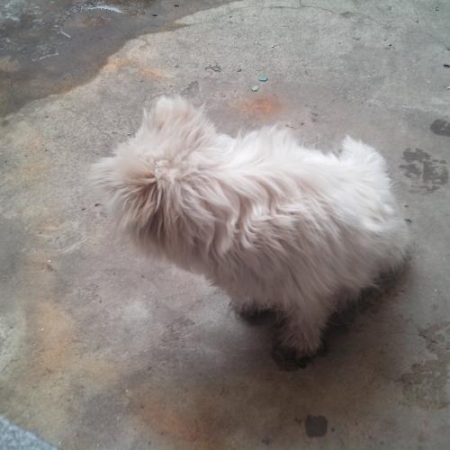 흰 개 주인찾습니다.