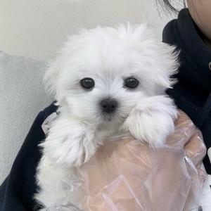 말티즈분양 3개월령 왕자님 애교가득한 말티즈