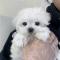 말티즈분양 3개월령 왕자님 애교가득한 말티즈