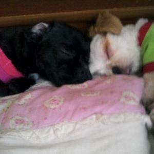 아빠 강아지를  찾아주세요