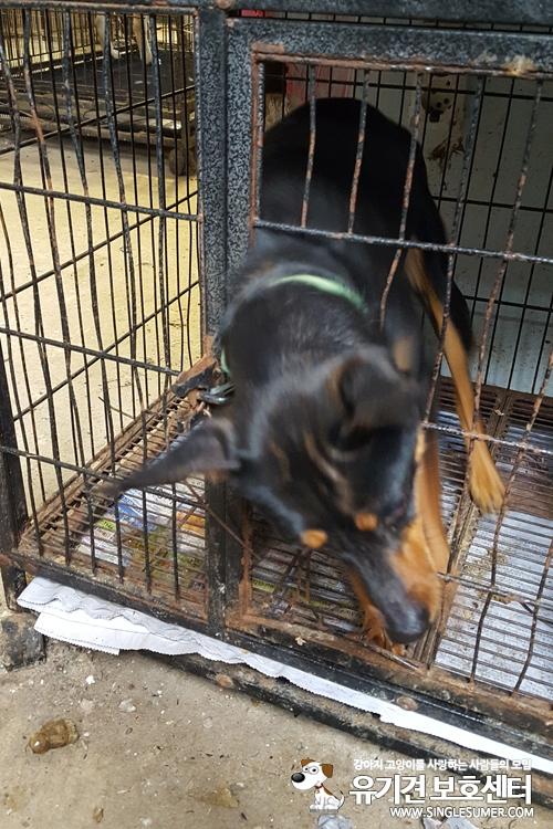 천안유기동물보호소에 있는 활발한 미니핀 여아 분양합니다~