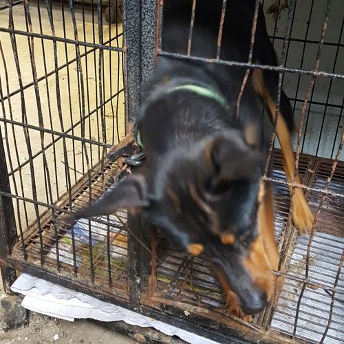 천안유기동물보호소에 있는 활발한 미니핀 여아 분양합니다~